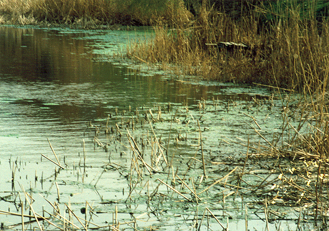 The river Kirpily,Timashevsk (Russia).
Photography, 1989