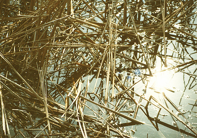 Река Кирпили, Тимашевск (Русија).
Фотографија, 1989.