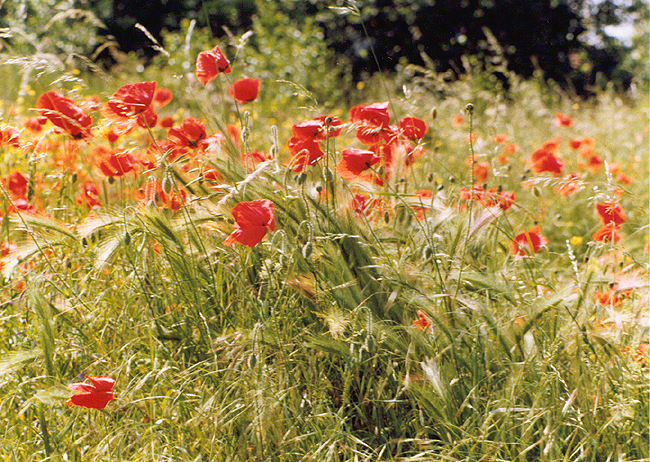 Маково поље, Београд.
Фотографија, 1999.